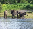 Jaldapara Wildlife Sanctuary Is a Haven for Wildlife
